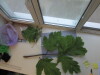 Thumbnail IMG_0695.JPG 