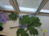 Thumbnail IMG_0696.JPG 