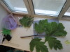 Thumbnail IMG_0698.JPG 