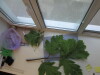 Thumbnail IMG_0699.JPG 