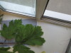 Thumbnail IMG_0700.JPG 