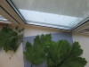 Thumbnail IMG_0701.JPG 