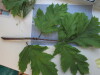 Thumbnail IMG_0702.JPG 