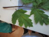 Thumbnail IMG_0703.JPG 