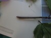 Thumbnail IMG_0705.JPG 