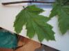 Thumbnail IMG_0706.JPG 