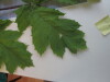 Thumbnail IMG_0707.JPG 