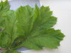 Thumbnail IMG_0708.JPG 