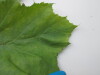 Thumbnail IMG_0710.JPG 