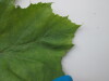 Thumbnail IMG_0711.JPG 