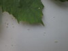 Thumbnail IMG_0713.JPG 