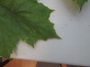 Thumbnail IMG_0714.JPG 