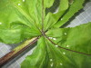 Thumbnail IMG_0715.JPG 