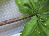 Thumbnail IMG_0716.JPG 