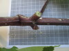Thumbnail IMG_0718.JPG 