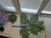 Thumbnail IMG_0722.JPG 