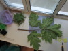 Thumbnail IMG_0723.JPG 