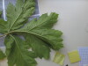 Thumbnail IMG_0724.JPG 