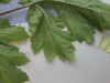 Thumbnail IMG_0725.JPG 