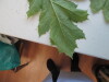 Thumbnail IMG_0726.JPG 