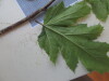Thumbnail IMG_0727.JPG 