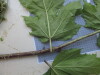 Thumbnail IMG_0728.JPG 