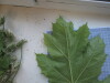 Thumbnail IMG_0729.JPG 