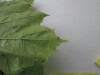 Thumbnail IMG_0730.JPG 