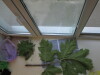 Thumbnail IMG_0731.JPG 