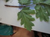 Thumbnail IMG_0734.JPG 