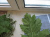 Thumbnail IMG_0735.JPG 