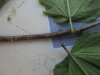 Thumbnail IMG_0736.JPG 