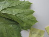 Thumbnail IMG_0740.JPG 