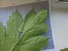 Thumbnail IMG_0741.JPG 