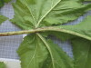 Thumbnail IMG_0742.JPG 