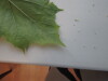 Thumbnail IMG_0743.JPG 