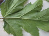 Thumbnail IMG_0744.JPG 