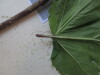 Thumbnail IMG_0745.JPG 
