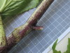 Thumbnail IMG_0746.JPG 