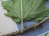 Thumbnail IMG_0747.JPG 