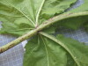 Thumbnail IMG_0748.JPG 
