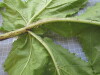 Thumbnail IMG_0749.JPG 