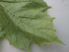 Thumbnail IMG_0750.JPG 