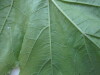 Thumbnail IMG_0751.JPG 
