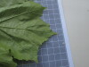 Thumbnail IMG_0752.JPG 