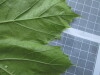 Thumbnail IMG_0754.JPG 