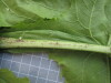 Thumbnail IMG_0755.JPG 