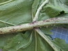 Thumbnail IMG_0756.JPG 