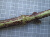 Thumbnail IMG_0757.JPG 