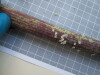 Thumbnail IMG_0758.JPG 